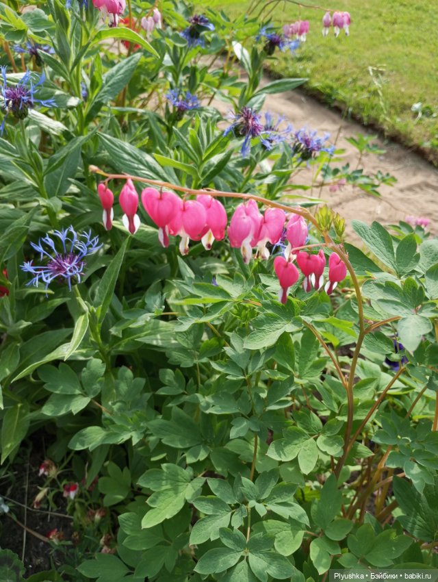 Марисса а Кусково — Гибриды шарнирных кукол (не БЖД): подбор тела