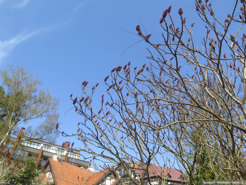 Эльха-Ариэль на Балтике — Туризм и путешествия: фотоотчеты из поездок