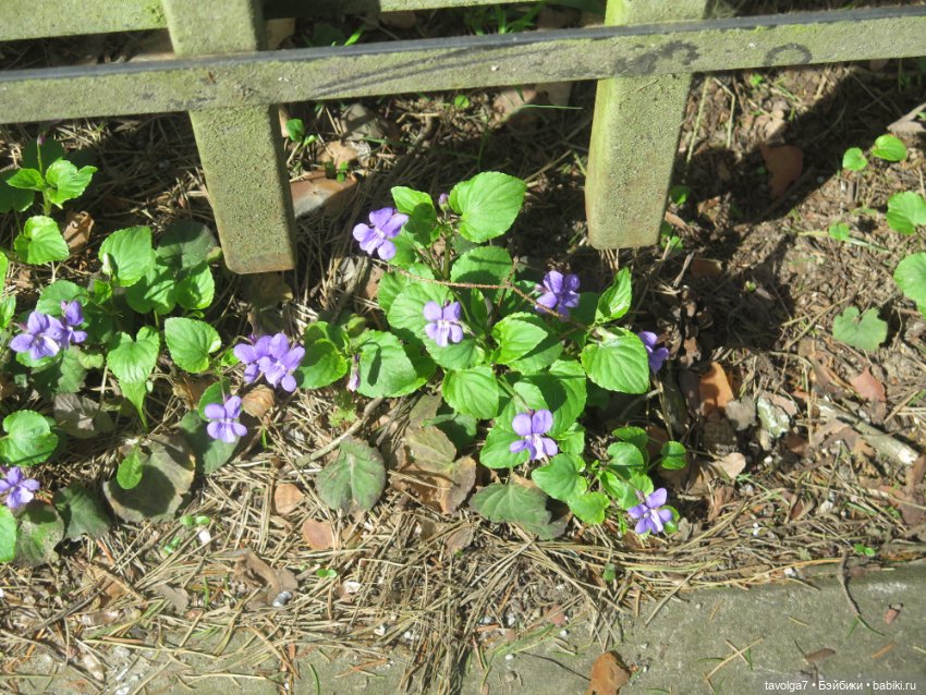 Эльха-Ариэль на Балтике — Туризм и путешествия: фотоотчеты из поездок