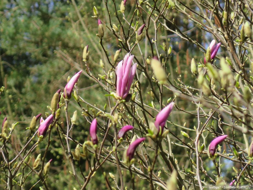 Эльха-Ариэль на Балтике — Туризм и путешествия: фотоотчеты из поездок