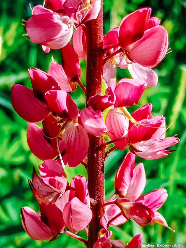 Красота в простоте 🌿✨ — Куклы Harry Potter (Гарри Поттер) Mattel: Wizarding World (фото 2)