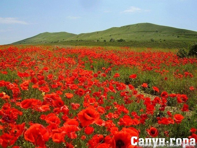 День памяти и скорби 22 июня (фото 9)