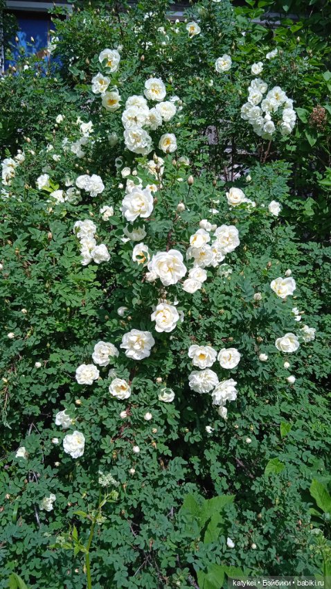 Куто и цветочки — Разные шарнирные куклы (не БЖД): редкие