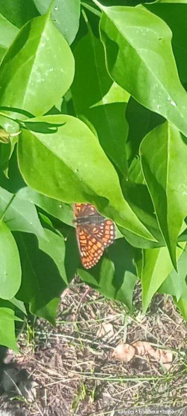 Куто и цветочки — Разные шарнирные куклы (не БЖД): редкие