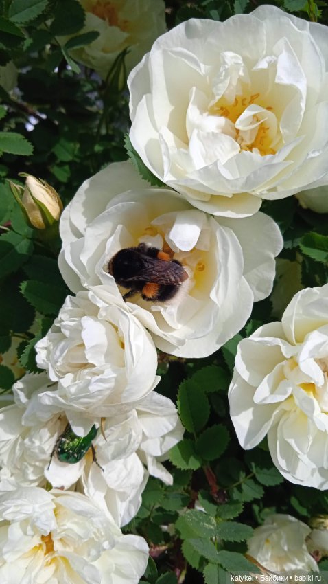 Куто и цветочки — Разные шарнирные куклы (не БЖД): редкие