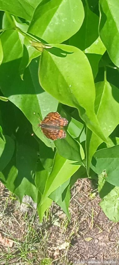 Куто и цветочки — Разные шарнирные куклы (не БЖД): редкие