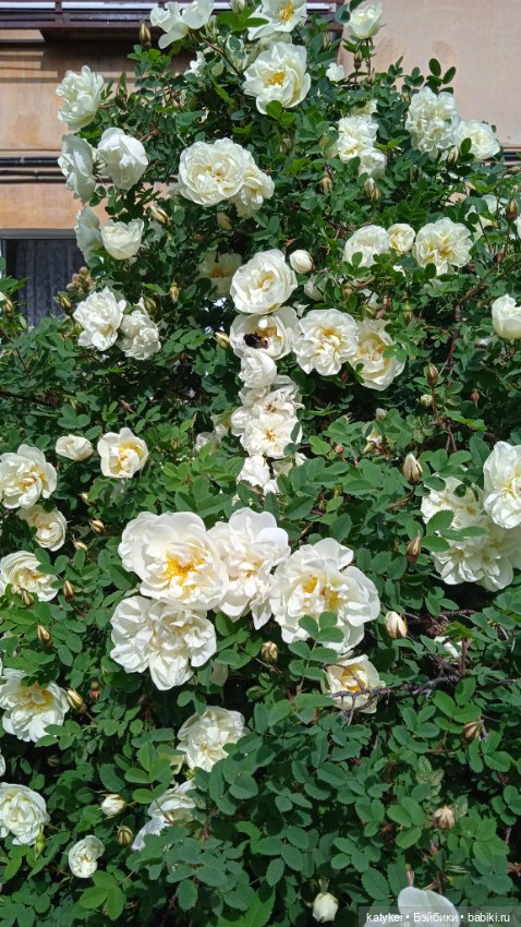 Куто и цветочки — Разные шарнирные куклы (не БЖД): редкие