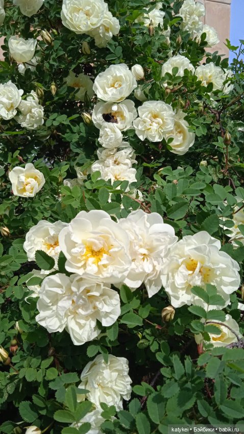 Куто и цветочки — Разные шарнирные куклы (не БЖД): редкие