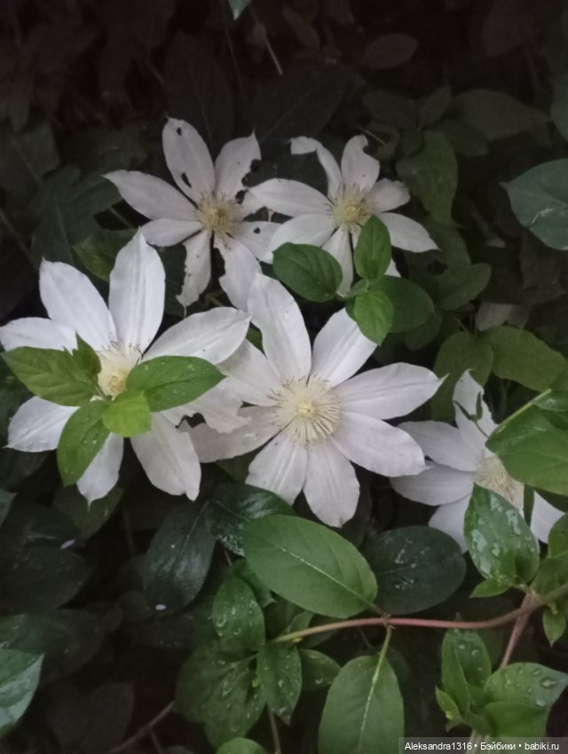 Накопившееся повседневное