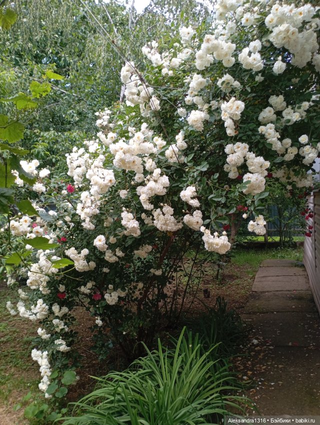 Накопившееся повседневное (фото 9)