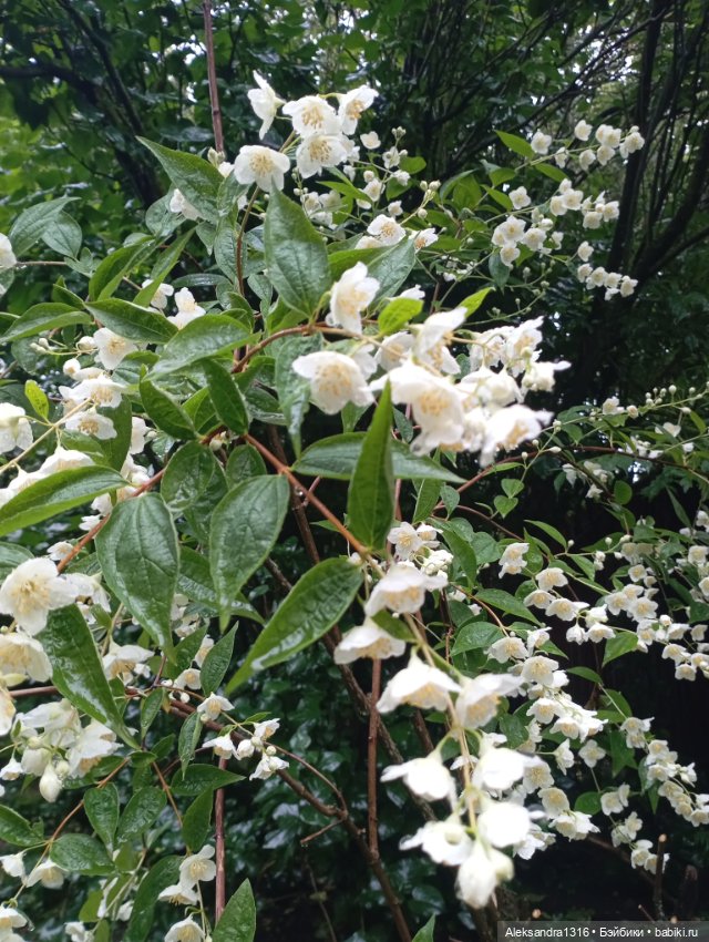 Накопившееся повседневное