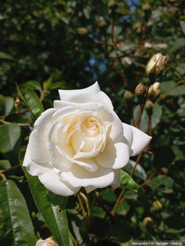 Накопившееся повседневное