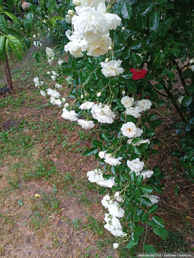 Накопившееся повседневное