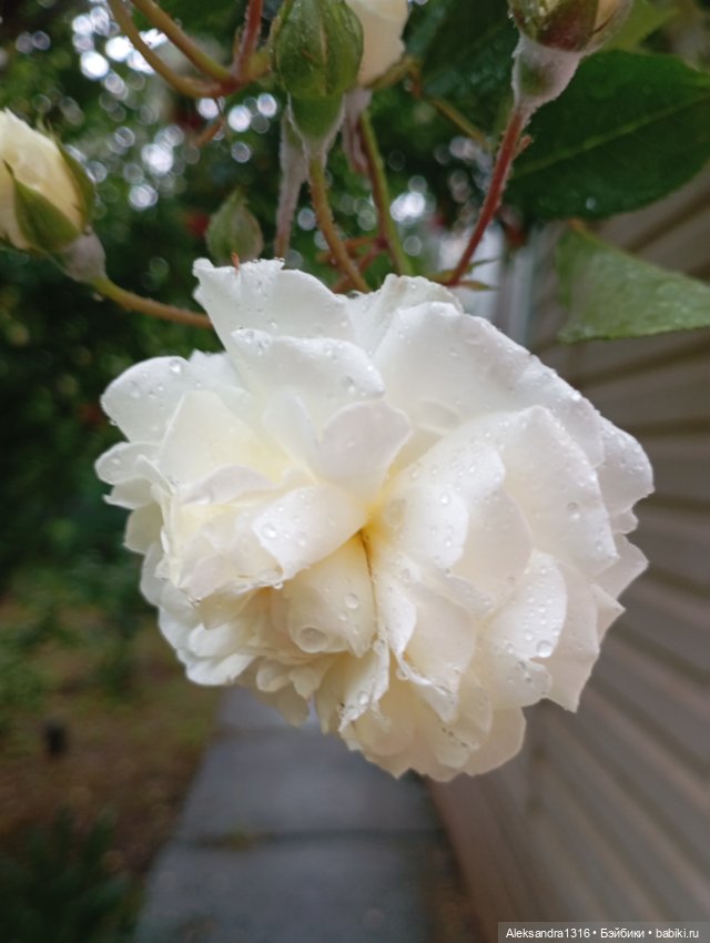 Накопившееся повседневное (фото 6)