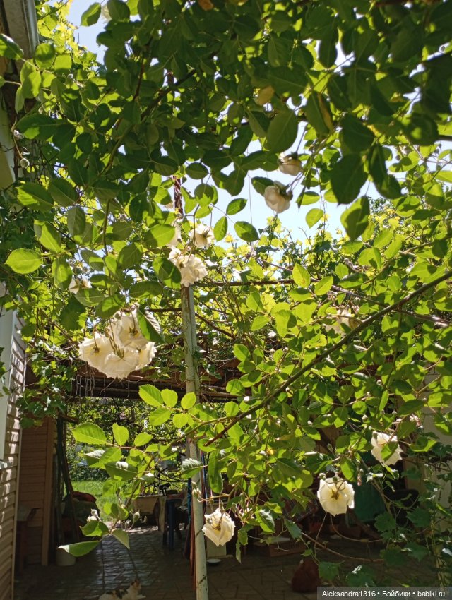 Накопившееся повседневное