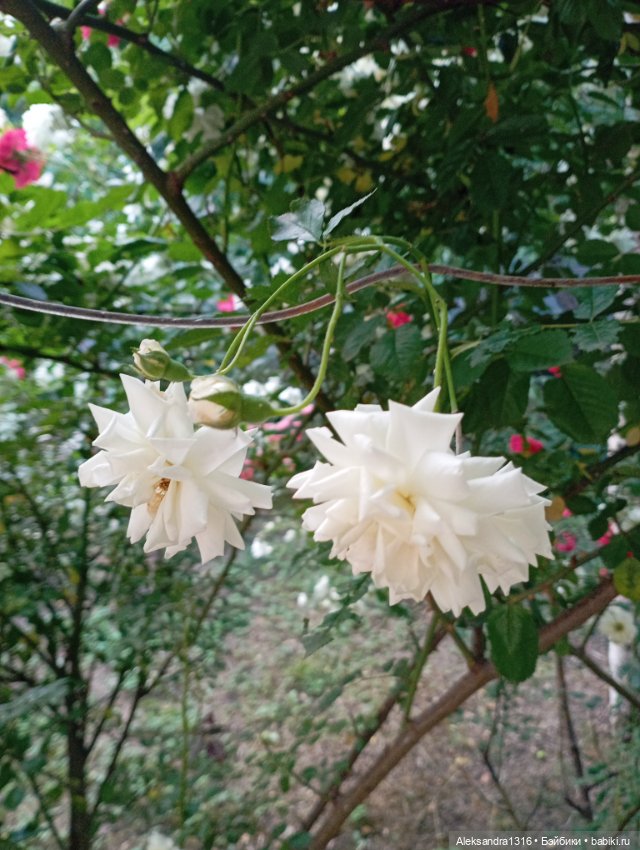 Накопившееся повседневное