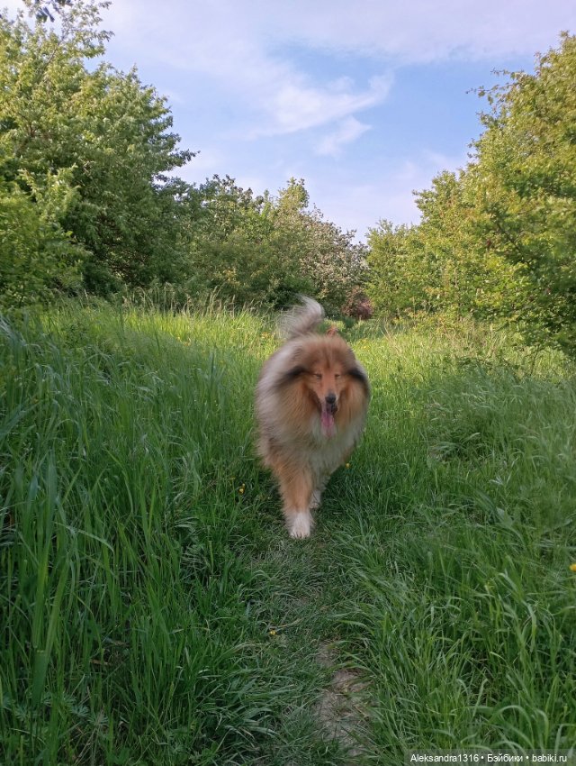 Вот компания какая — В мире животных: смешные фото питомцев и зверей