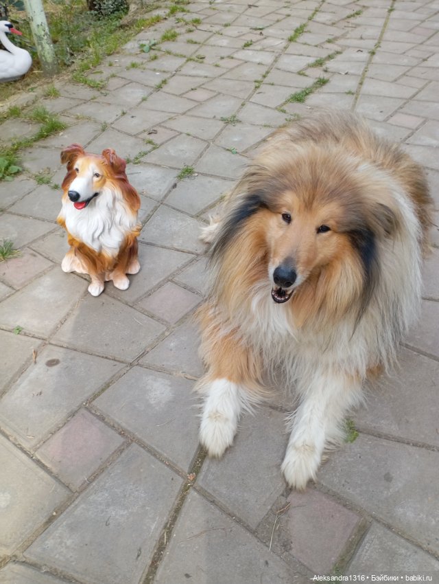 Вот компания какая — В мире животных: смешные фото питомцев и зверей