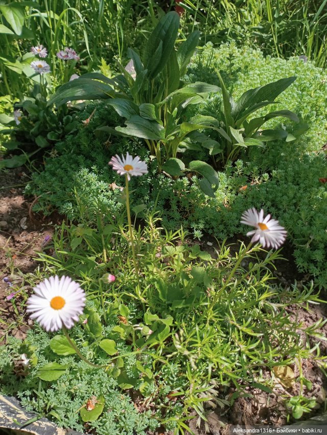 Вот компания какая — В мире животных: смешные фото питомцев и зверей