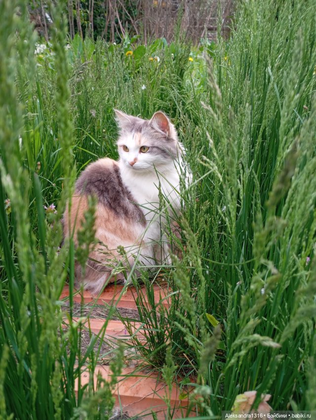 Вот компания какая — В мире животных: смешные фото питомцев и зверей (фото 3)