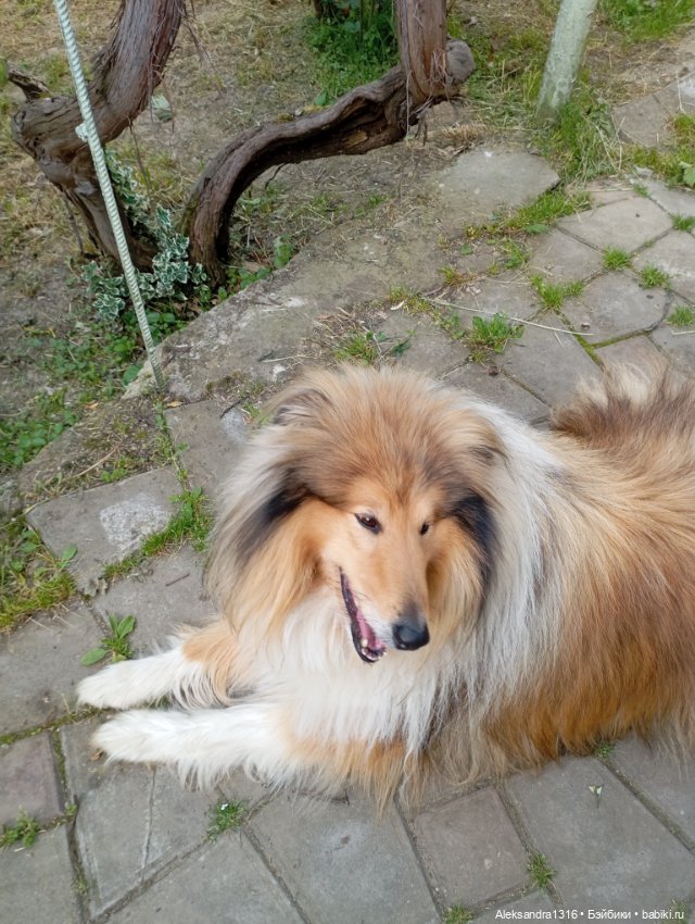 Вот компания какая — В мире животных: смешные фото питомцев и зверей