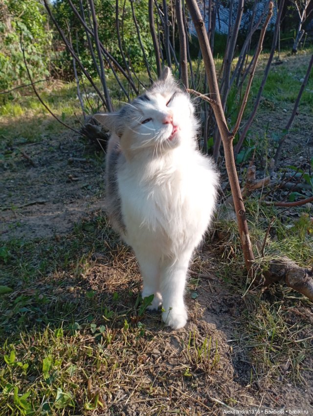 Вот компания какая — В мире животных: смешные фото питомцев и зверей