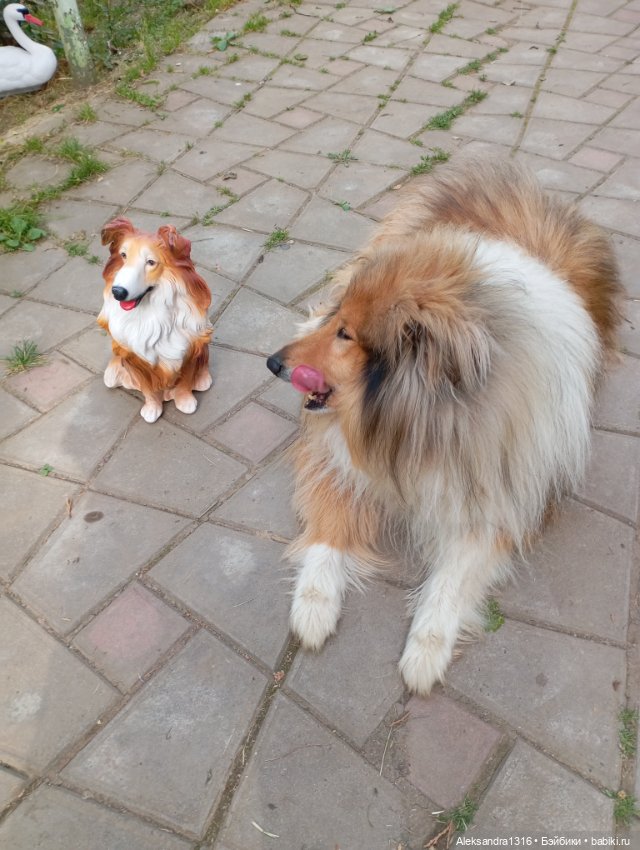 Вот компания какая — В мире животных: смешные фото питомцев и зверей