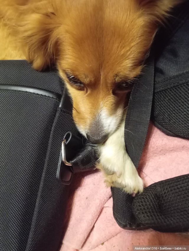 Вот компания какая — В мире животных: смешные фото питомцев и зверей