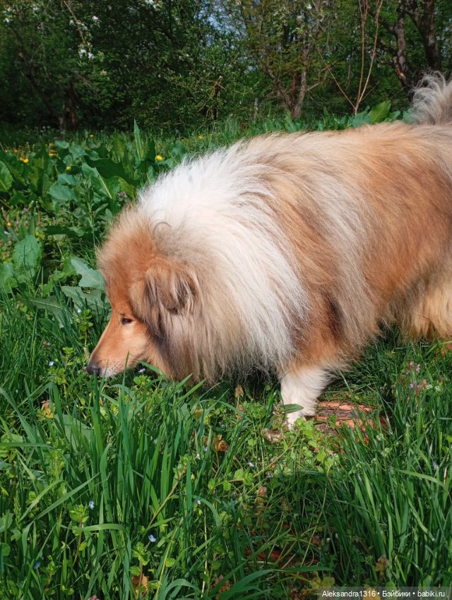 Вот компания какая — В мире животных: смешные фото питомцев и зверей (фото 5)