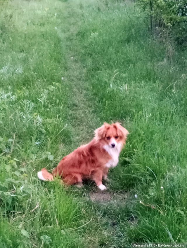 Вот компания какая — В мире животных: смешные фото питомцев и зверей