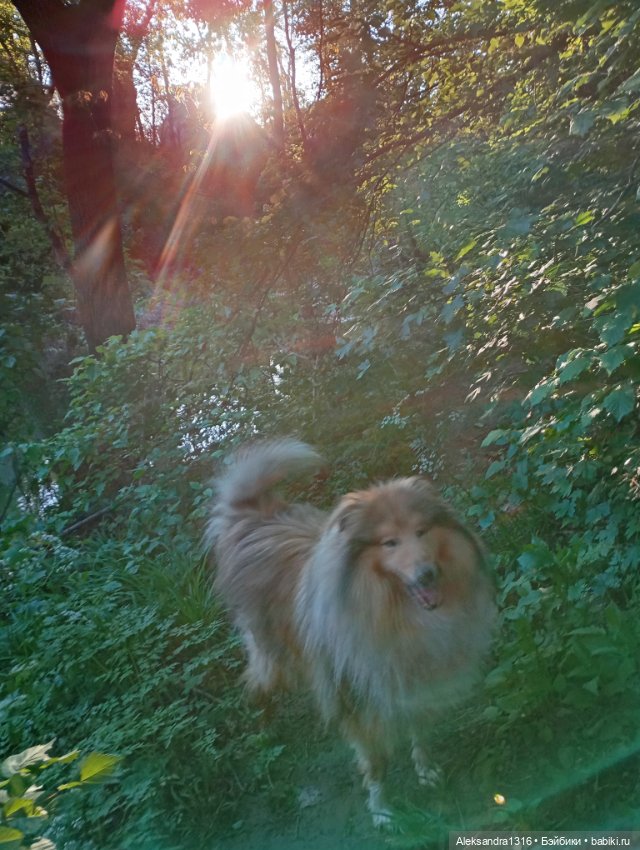 Вот компания какая — В мире животных: смешные фото питомцев и зверей