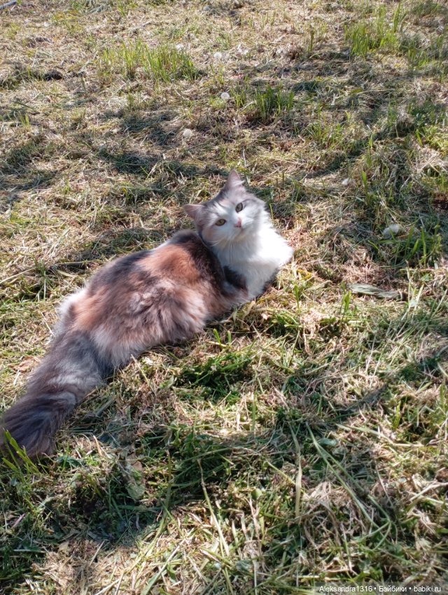 Вот компания какая — В мире животных: смешные фото питомцев и зверей (фото 10)