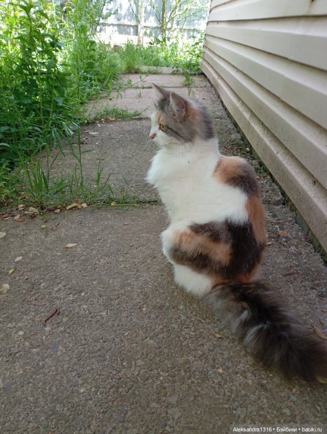 Вот компания какая — В мире животных: смешные фото питомцев и зверей