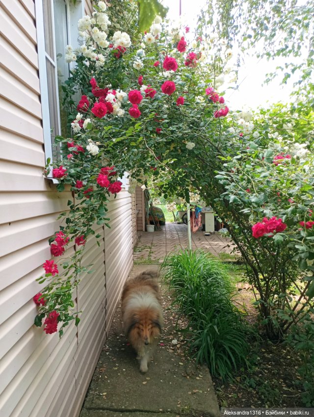 Вот компания какая — В мире животных: смешные фото питомцев и зверей