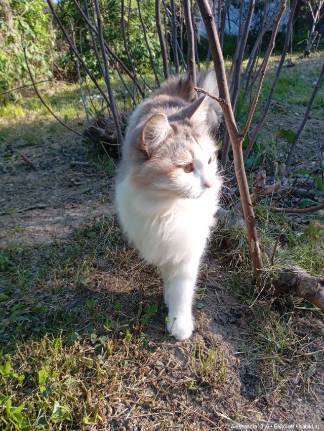 Вот компания какая — В мире животных: смешные фото питомцев и зверей