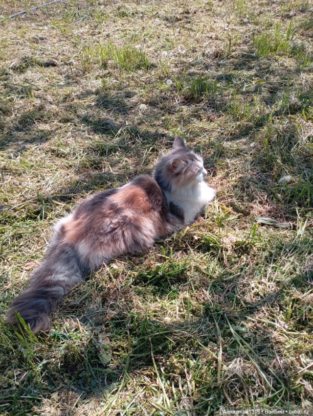 Вот компания какая — В мире животных: смешные фото питомцев и зверей (фото 9)