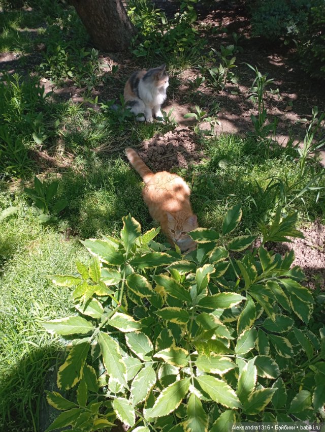 Вот компания какая — В мире животных: смешные фото питомцев и зверей