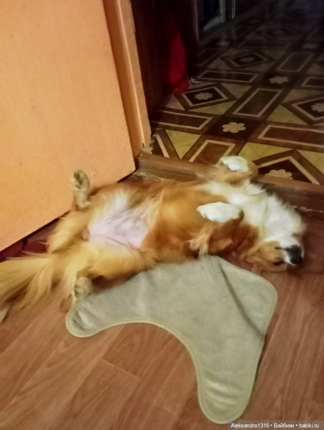 Вот компания какая — В мире животных: смешные фото питомцев и зверей