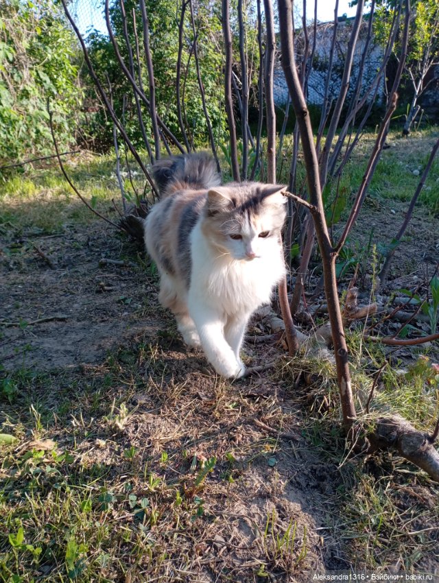 Вот компания какая — В мире животных: смешные фото питомцев и зверей