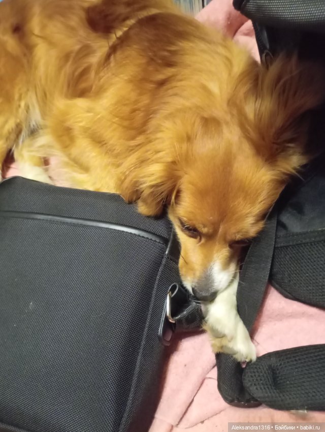 Вот компания какая — В мире животных: смешные фото питомцев и зверей