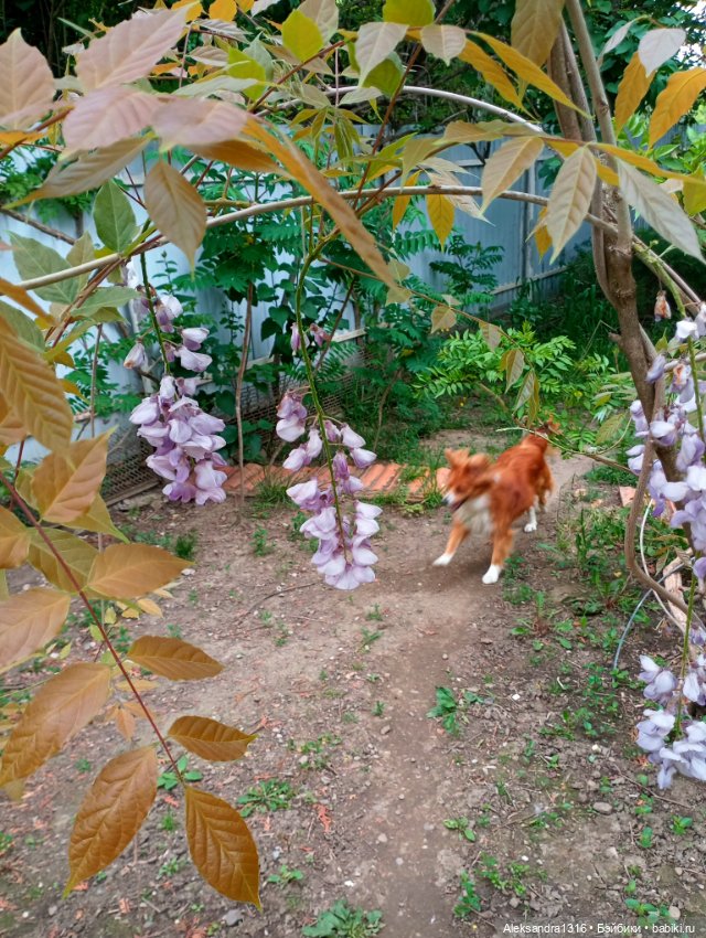 Вот компания какая — В мире животных: смешные фото питомцев и зверей