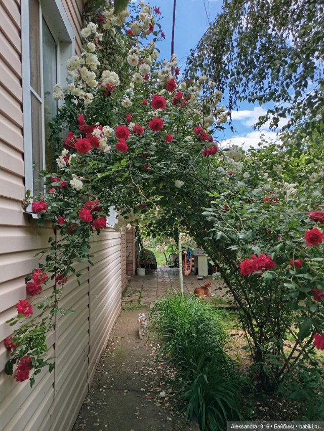 Вот компания какая — В мире животных: смешные фото питомцев и зверей