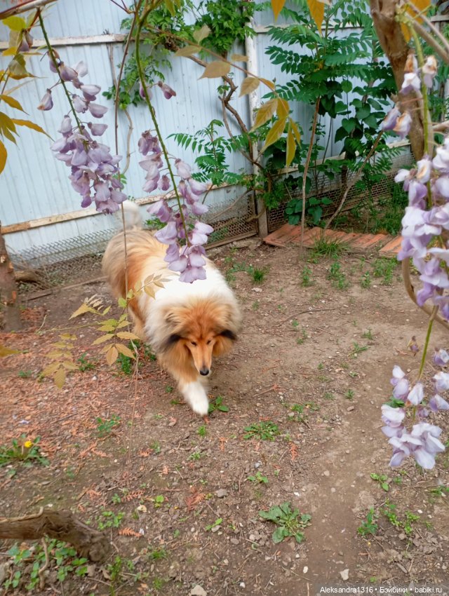 Вот компания какая — В мире животных: смешные фото питомцев и зверей