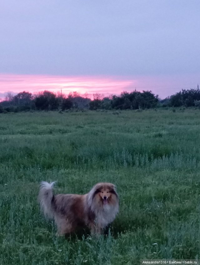 Вот компания какая — В мире животных: смешные фото питомцев и зверей