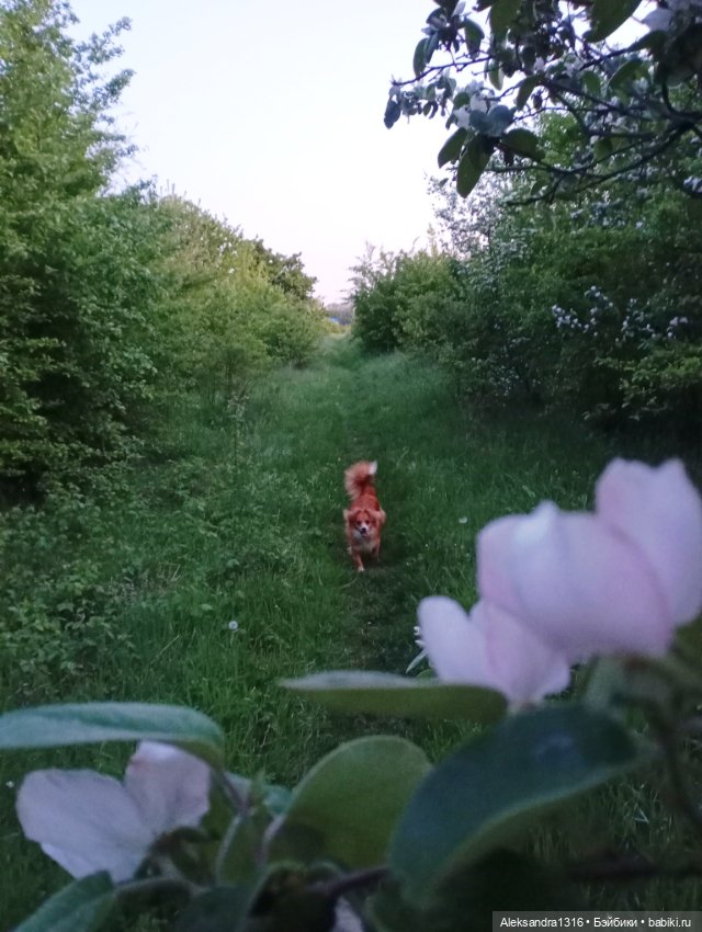 Вот компания какая — В мире животных: смешные фото питомцев и зверей