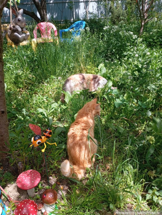 Вот компания какая — В мире животных: смешные фото питомцев и зверей