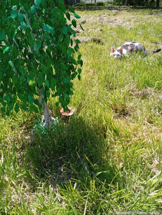 Вот компания какая — В мире животных: смешные фото питомцев и зверей