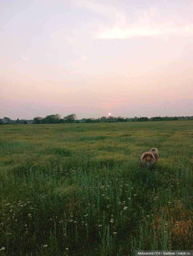Вот компания какая — В мире животных: смешные фото питомцев и зверей