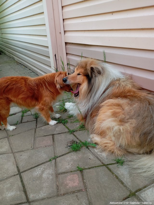 Вот компания какая — В мире животных: смешные фото питомцев и зверей