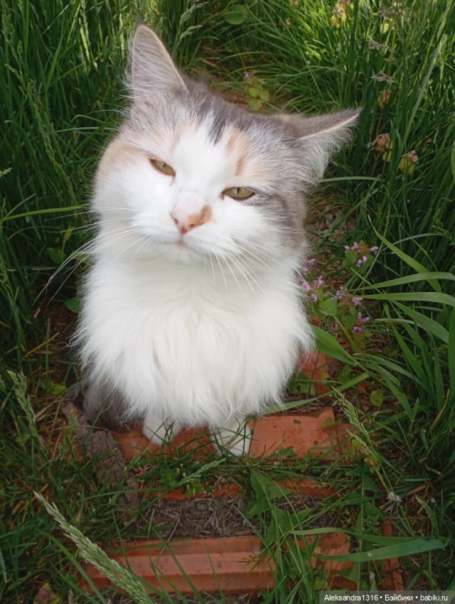 Вот компания какая — В мире животных: смешные фото питомцев и зверей (фото 8)